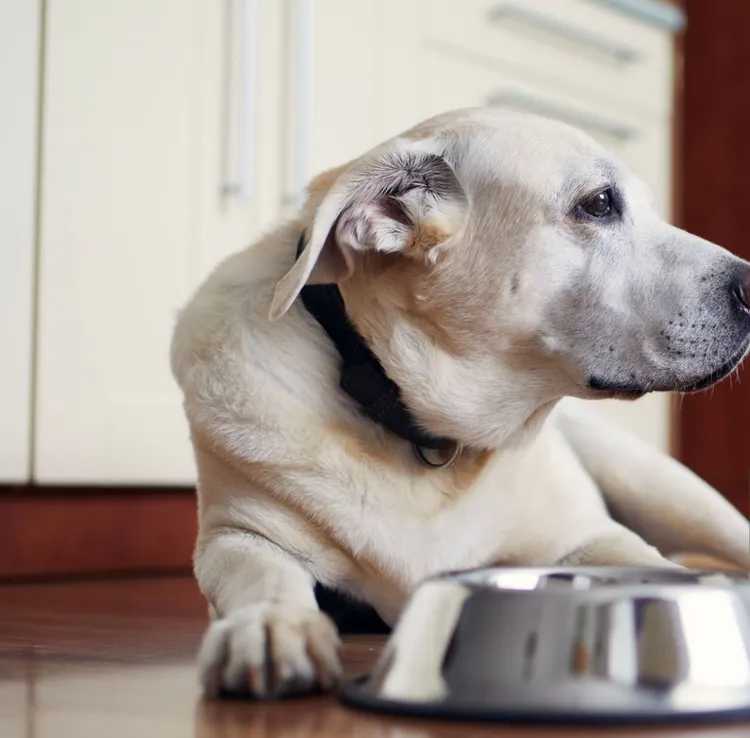 Dog, Food, Animal, Animal Themes, Anticipation