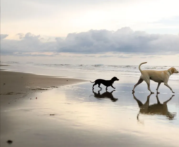 Dog, Beach, Playing, Playful, Sea