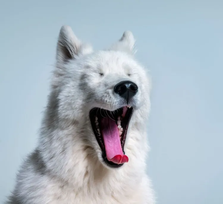 Dog, Animal, Animal Themes, Tired, Yawning