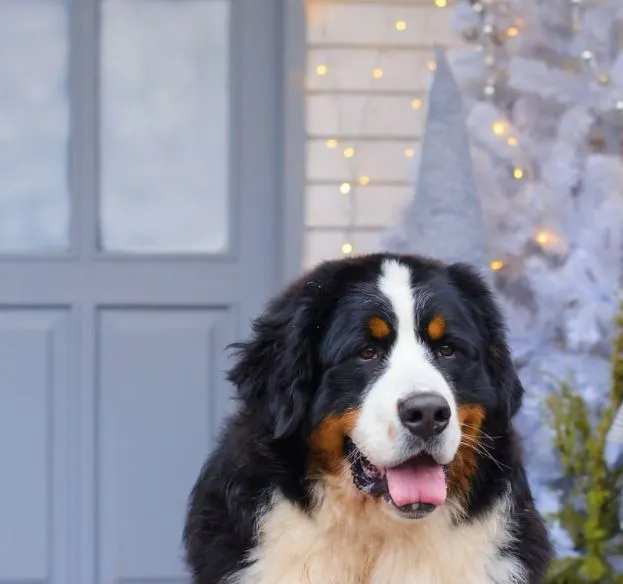 Animal, Bench, Bernese Mountain Dog, Blue, Brown