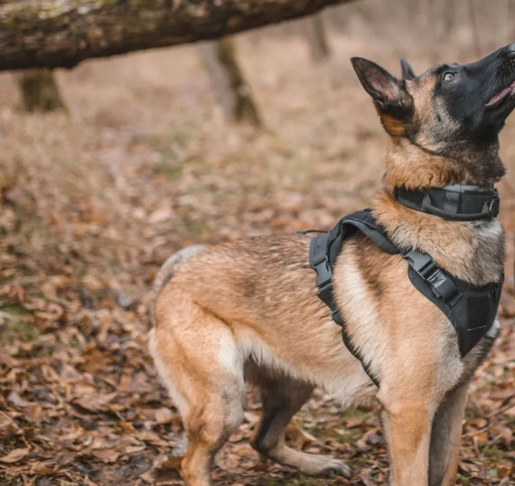 Search And Rescue Dog, Dog, Hiking, Uniform, Forest