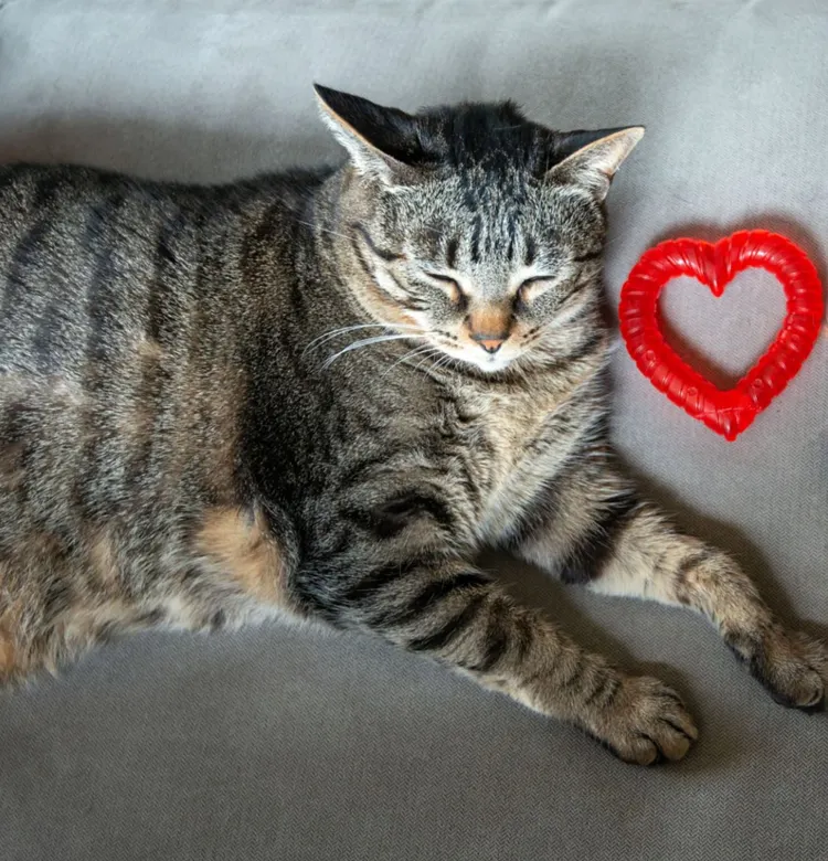 Valentine's Day - Holiday, Domestic Cat, Dog, Pets, Heart Shape