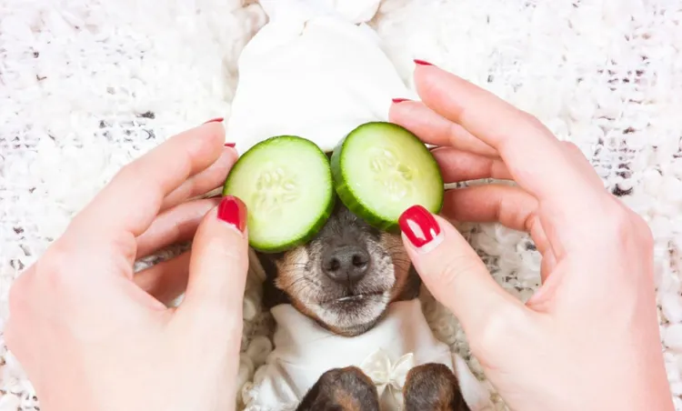 Bathtub, Dog, Alternative Therapy, Animal, Bathrobe