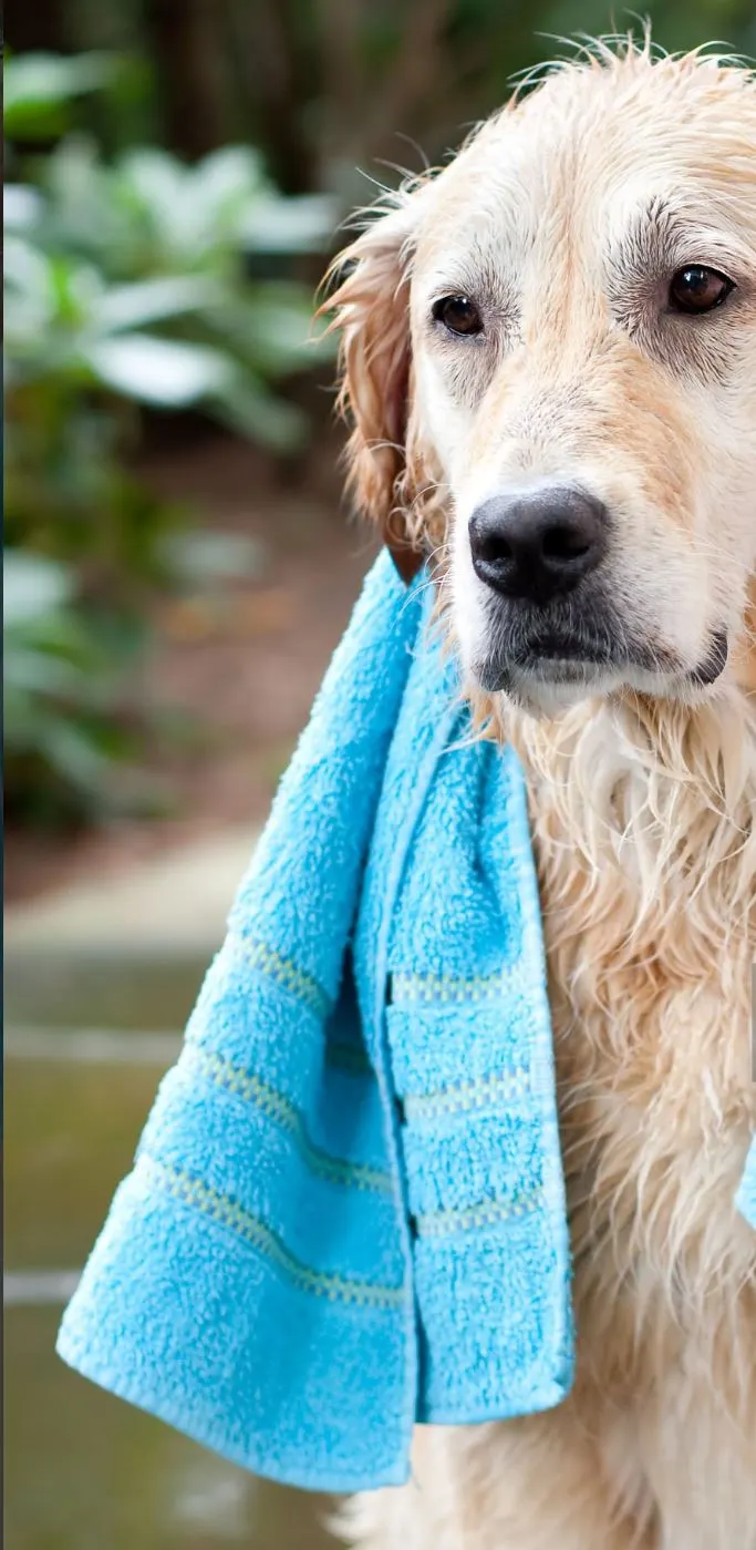 Wet, Dog, Towel, Golden Retriever, Heat - Temperature