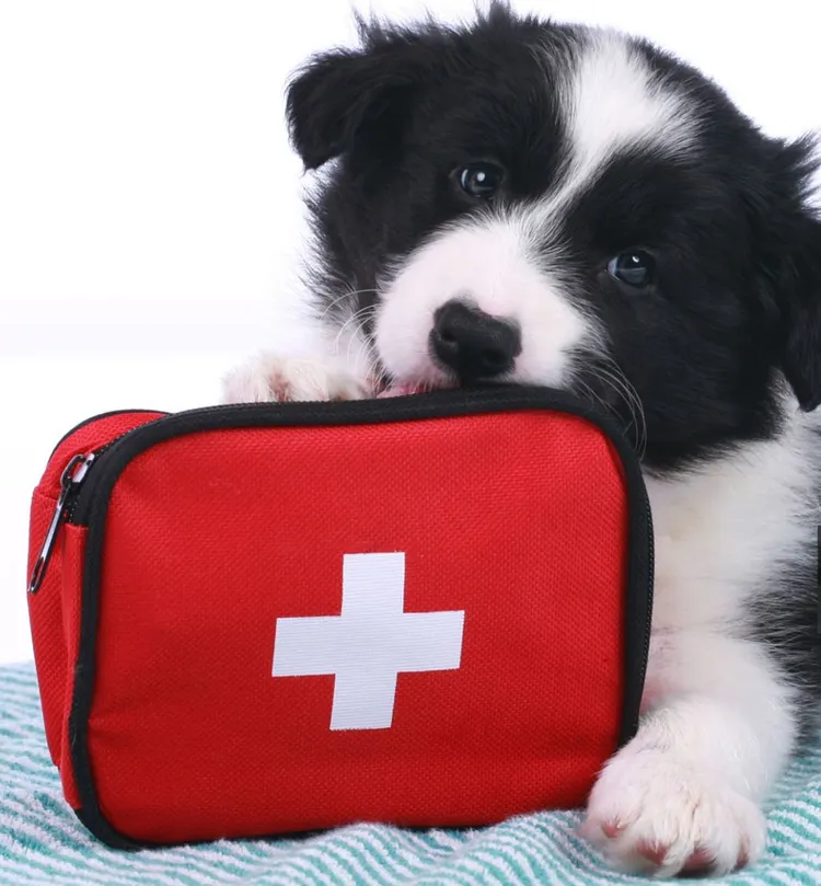 First Aid Kit, Dog, First Aid, First Aid Sign, Emergency Sign