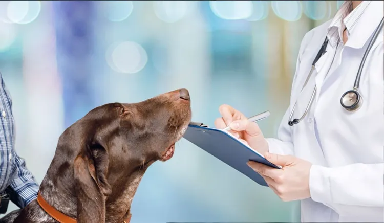 Dog, Veterinarian, Healthcare And Medicine, Hospital, Medicine