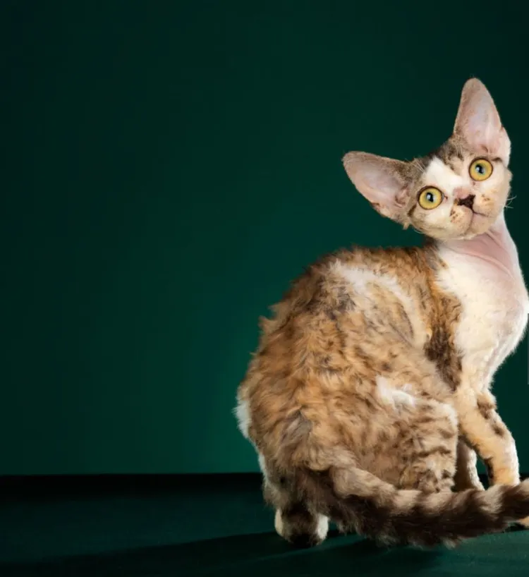 Cornish Rex Cat, Animal, Animal Body Part, Animal Eye, China - East Asia