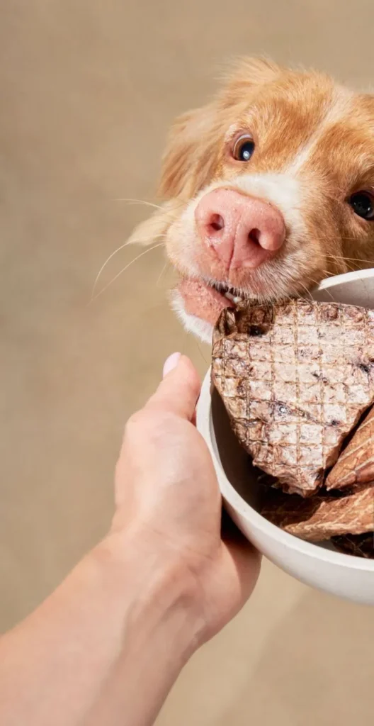 Animal, Animal Behavior, Beauty, Bone, Bowl