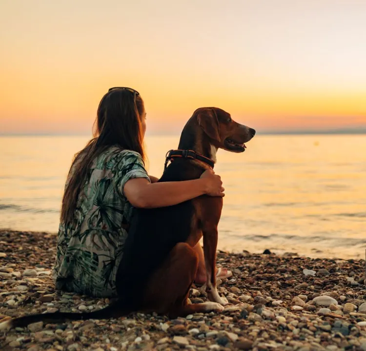 Dog, Tranquility, Sitting, Travel, Outdoors