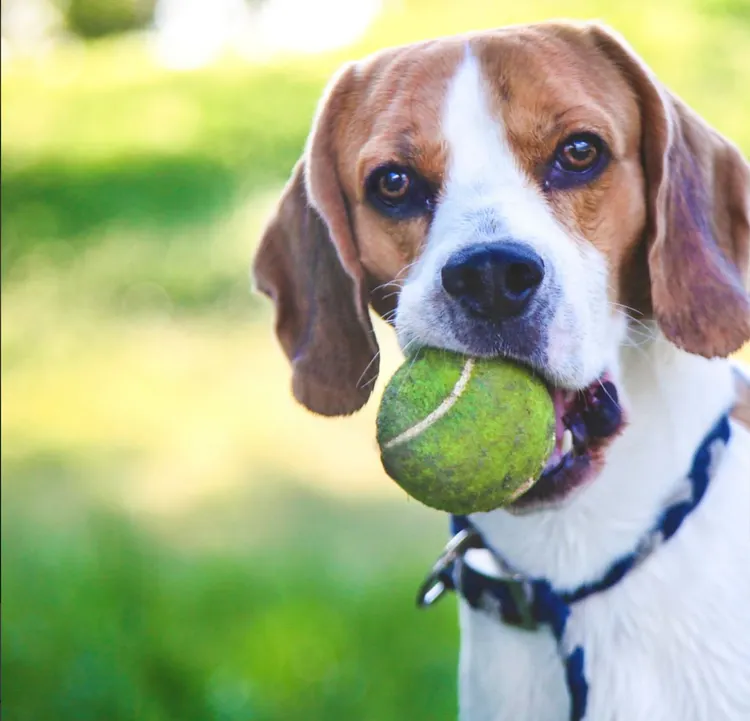 Dog, Sports Training, Tennis Ball, Playful, Playing