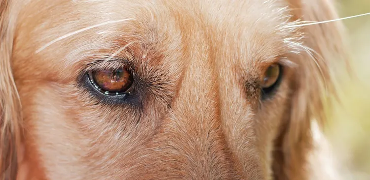 Animal, Animal Body Part, Animal Eye, Canine - Animal, Dog