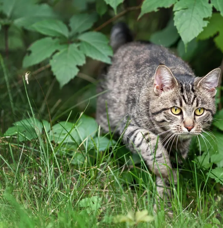 Domestic Cat, Undomesticated Cat, Garden, Yard - Grounds, Animals Hunting