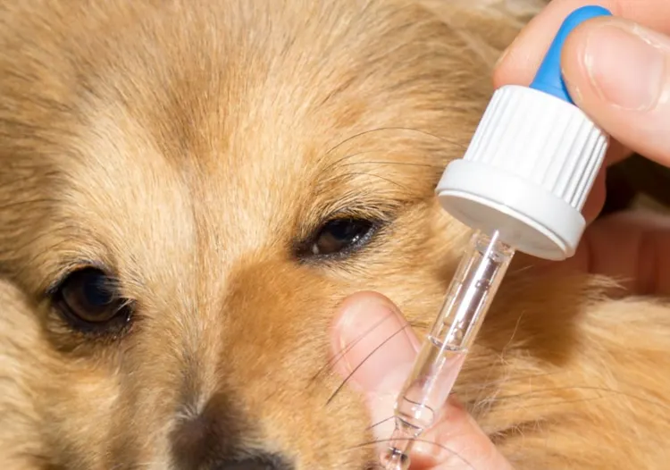 Animal, Animal Hair, Bottle, Care, Cute