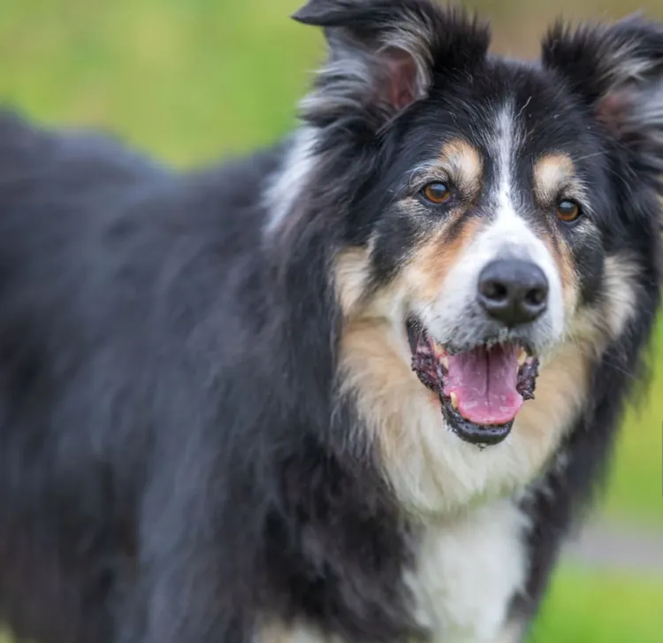 Border Collie, Copy Space, Day, Footpath, GrassBorder Collie, Copy Space, Day, Footpath, Grass