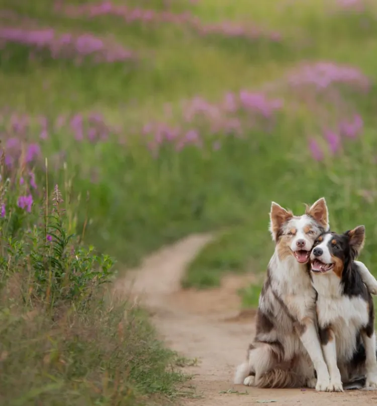 Dog, Playful, Summer, Togetherness, Happiness