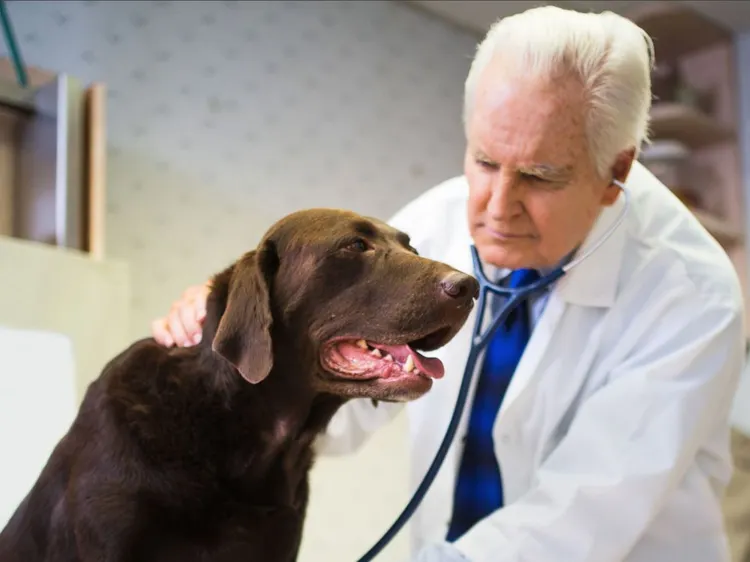 Adult, Animal, Animal Hospital, Care, Dog