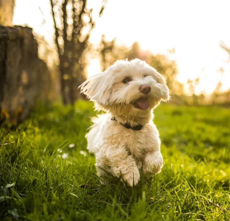 Dog, Running, Pet Owner, Outdoors, Owner