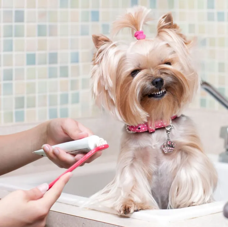 Dog, Brushing Teeth, Brushing, Animal Teeth, Lap Dog