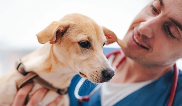 Veterinarian, Dog, Animal Hospital, Office, Happiness