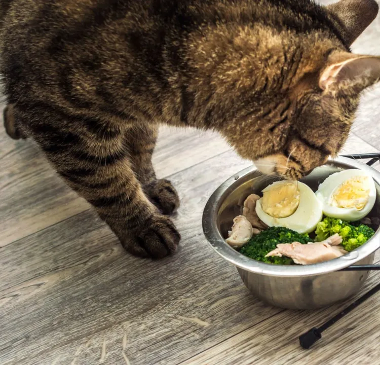 Animal, Apartment, Belarus, Bowl, Broccoli