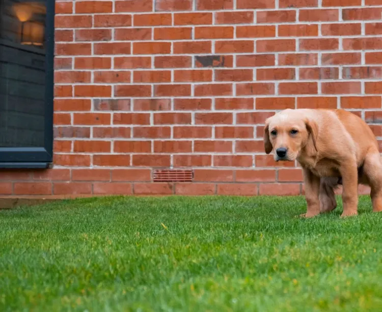 "Discover eco-friendly ways to keep dogs from pooping in your yard. Learn deterrents, training tips, and natural repellents."