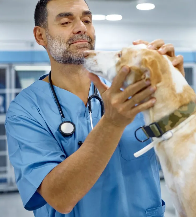 Veterinarian, Men, Dog, Animal Hospital, Visit