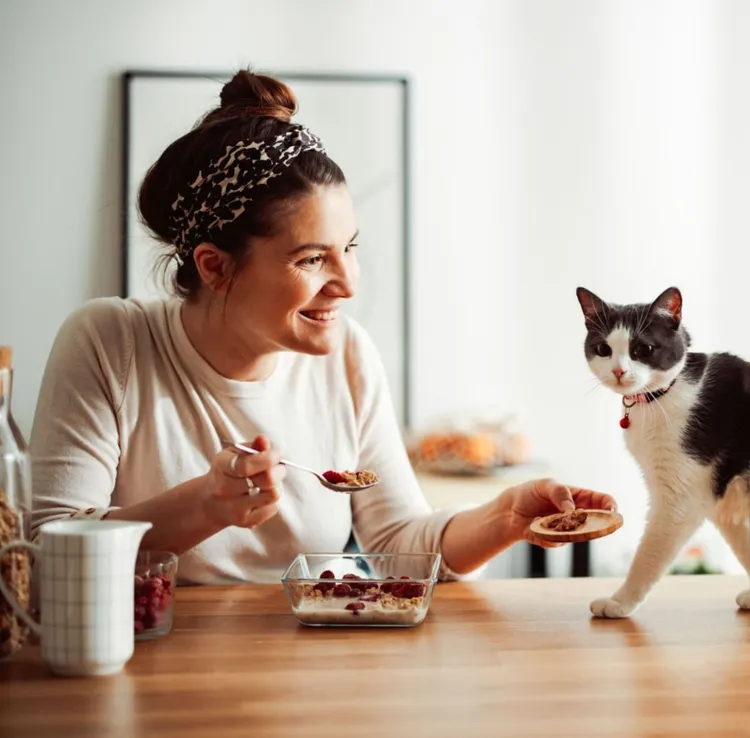 Domestic Cat, Walking, Eating, Home Interior, One Person