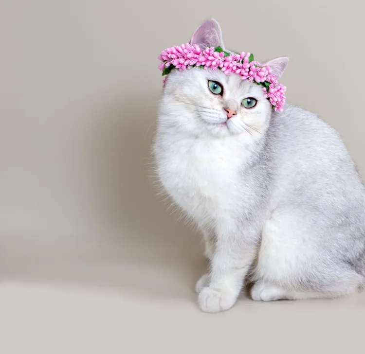 Domestic Cat, Crown - Headwear, Animal, Animal Body Part, Animal Eye