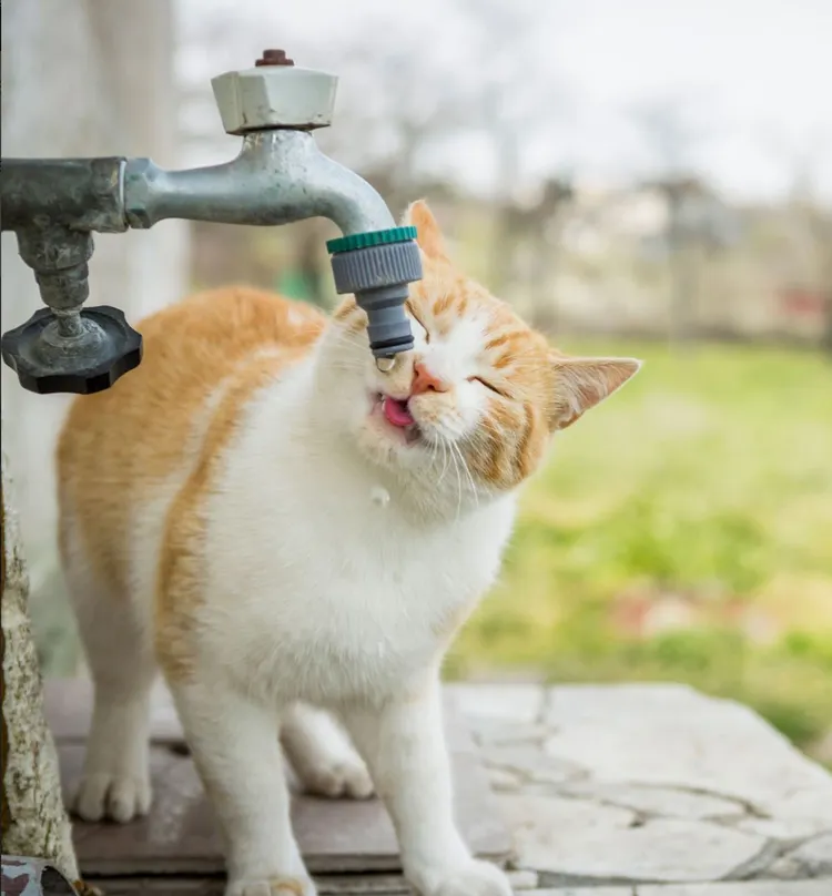 Domestic Cat, Faucet, Water, Animal, Animal Whisker