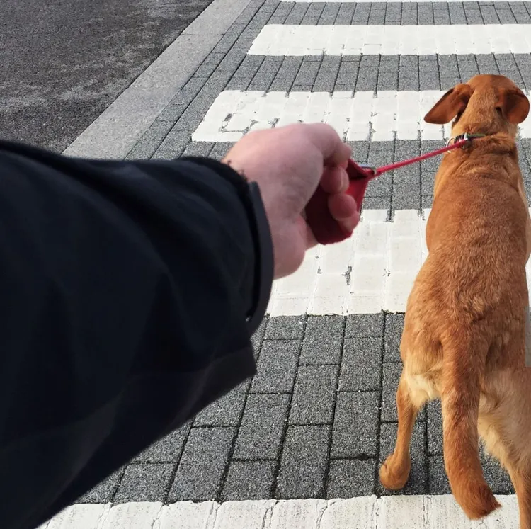 Dog, Personal Perspective, Point of View, Dog Walking, Pet Leash