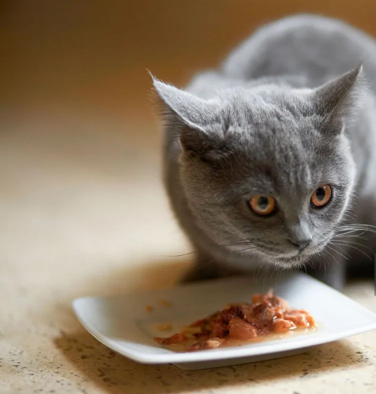 2015, Animal, Domestic Cat, Gray Color, Horizontal