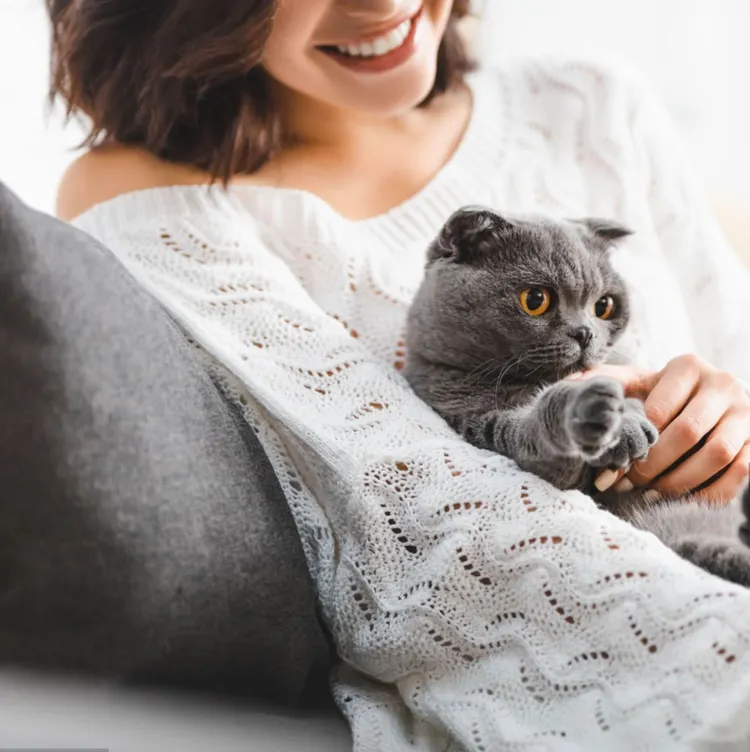 Scottish Fold Cat, Domestic Cat, Petting, One Woman Only, Gray Color