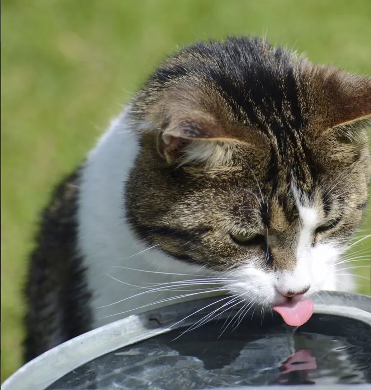 Domestic Cat, Drinking Water, Water, Drinking, Pets