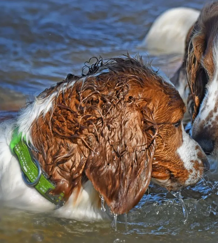 Affectionate, Animal, Beach, Brown, Canine - Animal