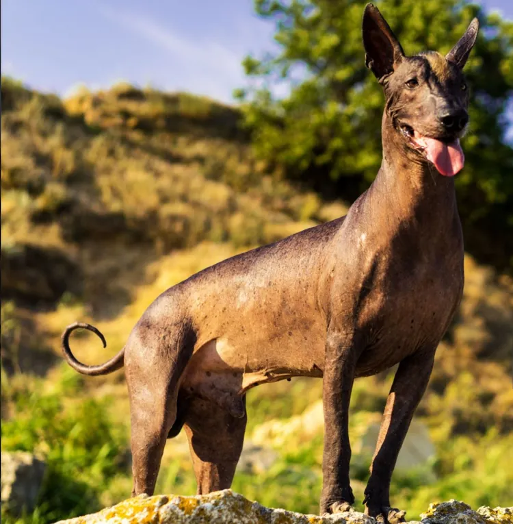 Dog, Animal, Beauty, Brown, Canine - Animal