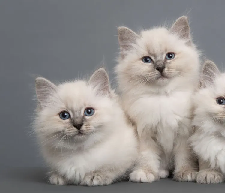 Ragdoll Cat, Animal Family, Domestic Cat, Pets, Studio Shot