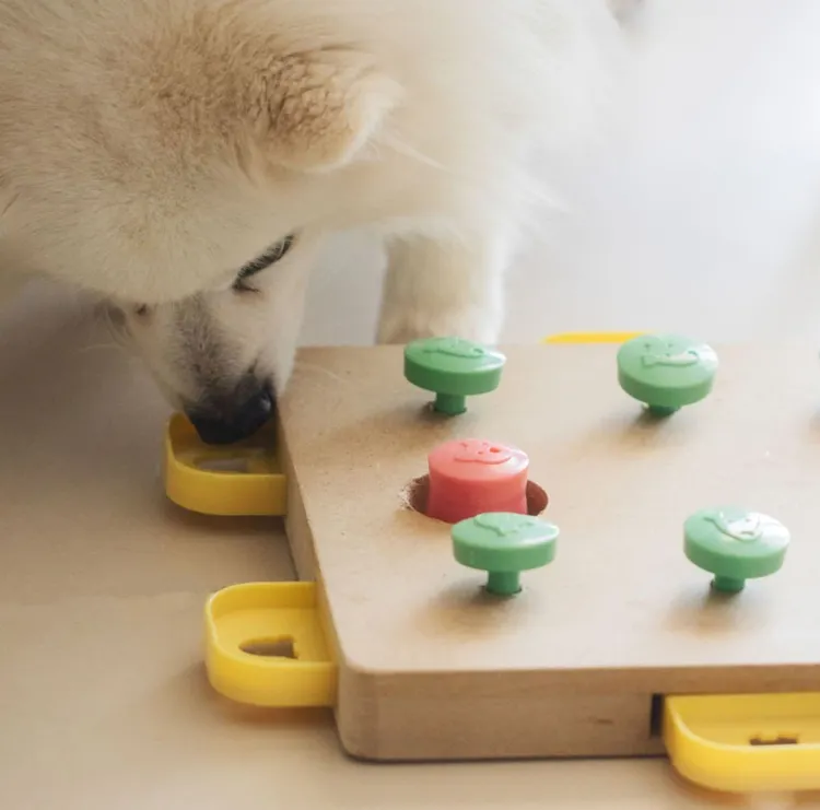 Dog, Puppy, Match - Sport, Playing, Puzzle