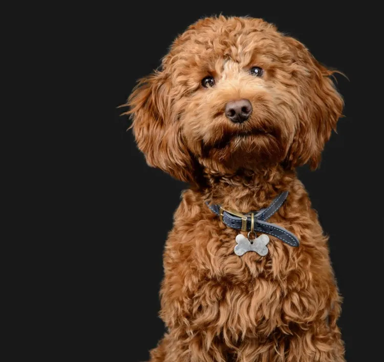 Cockapoo, Puppy, Portrait, Black Background, Brown