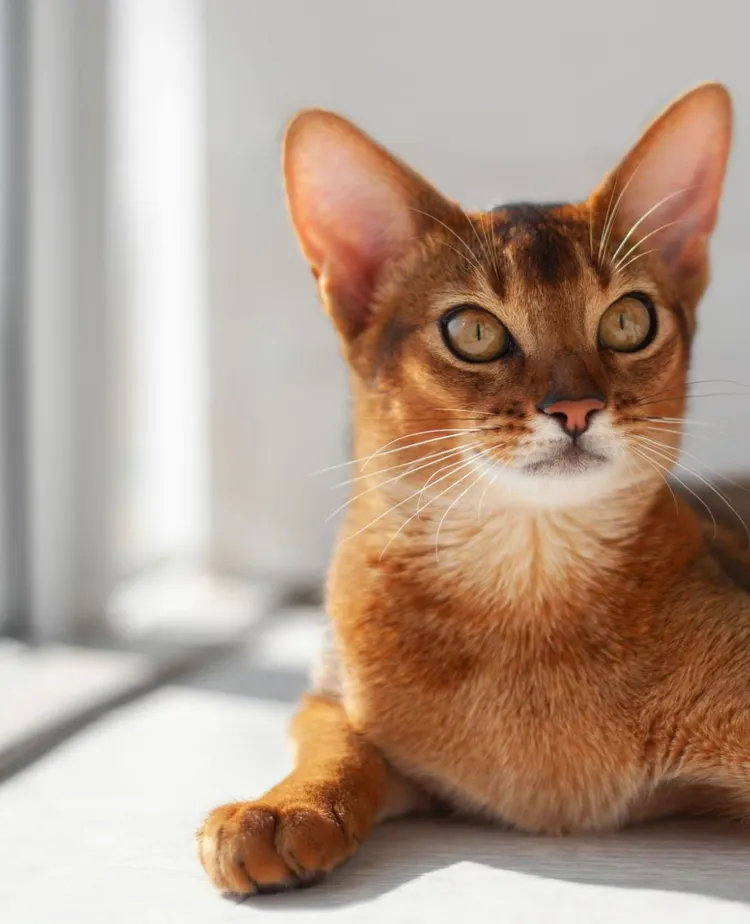 Abyssinian Cat, Animal, Animal Body Part, Animal Eye, Animal Hair