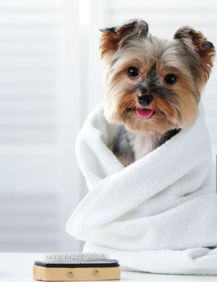 Animal, Beauty Spa, Brown, Canine - Animal, Clean