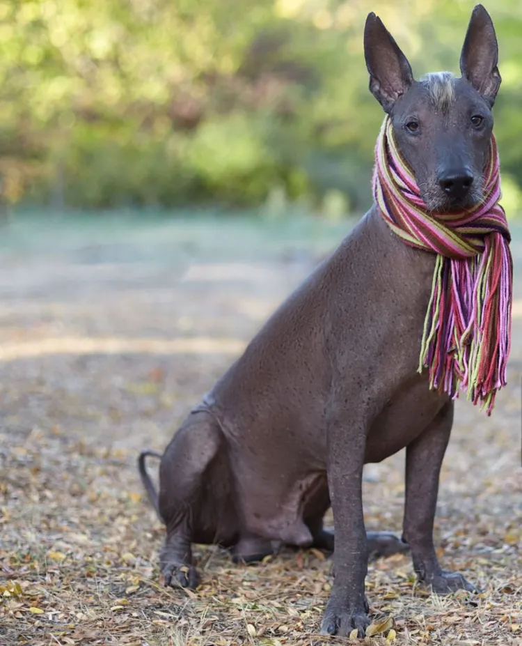 Dog, Peru, Hairless Animal, Old, Ancient