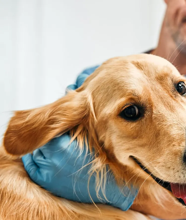 Veterinarian, Dog, Animal Hospital, Domestic Cat, Happiness