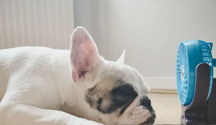 Heat - Temperature, Dog, Summer, Electric Fan, Indoors