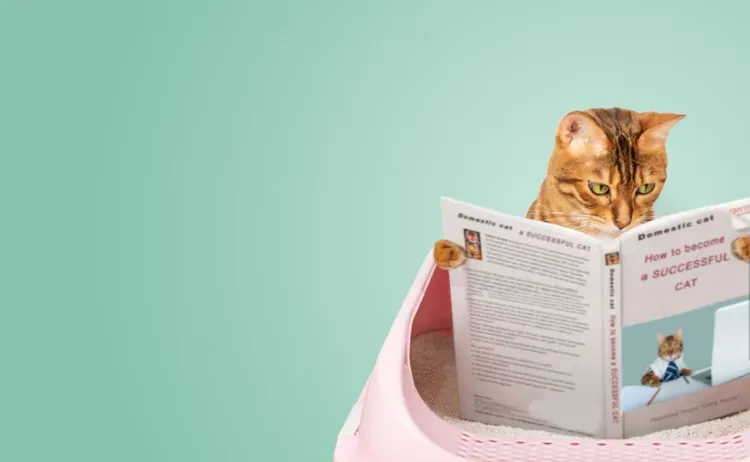 Litter Box, Domestic Cat, Book, Humor, Box - Container