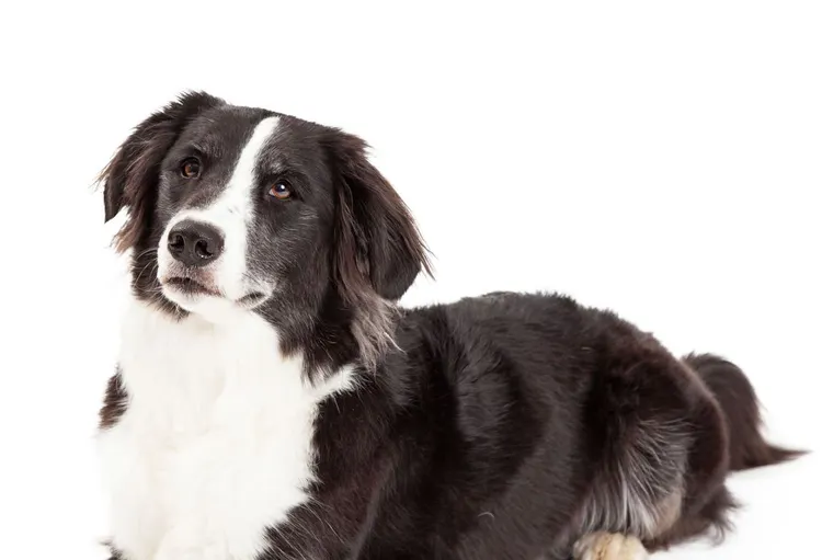 Animal, Blue, Border Collie, Brown, Canine - Animal