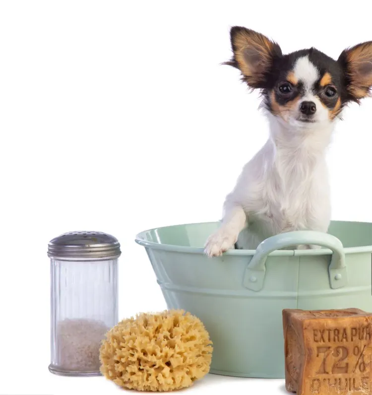 Animal Groomer, White Background, Animal, Bath Salt, Bath Sponge