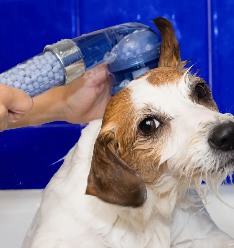 Bathtub, Dog, Animal, Blue, Canine - Animal