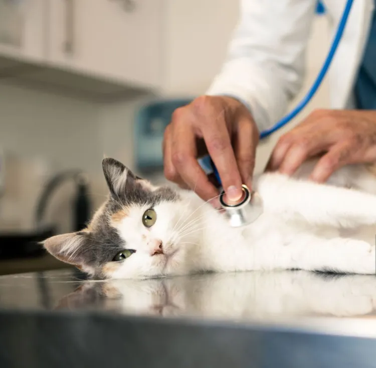 Veterinarian, Domestic Cat, Animal Hospital, Illness, Pets