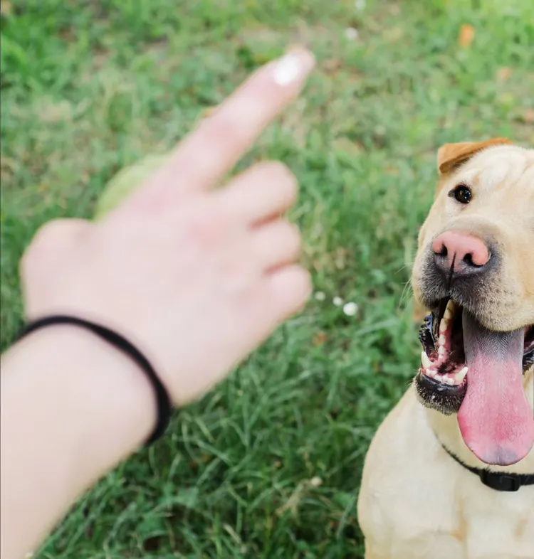 Dog, Sports Training, Animal Trainer, Puppy, Teaching