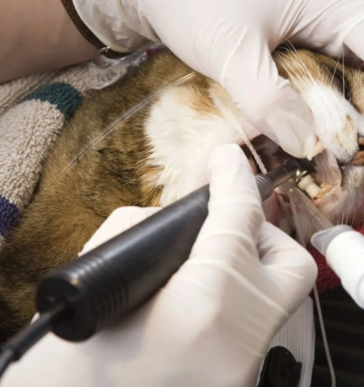 Anesthetic, Animal, Animal Body Part, Animal Head, Animal Hospital